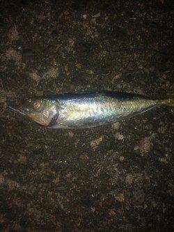 小島　深夜のアジングもアジ2尾キャッチのみ