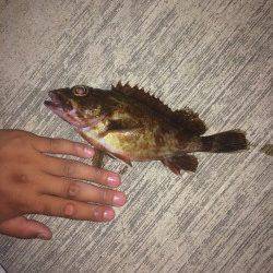 小島漁港内は激アツです！　ライトゲームでアジ・ガシラ