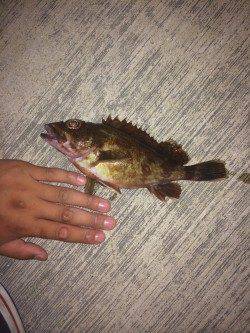 小島漁港内は激アツです！　ライトゲームでアジ・ガシラ