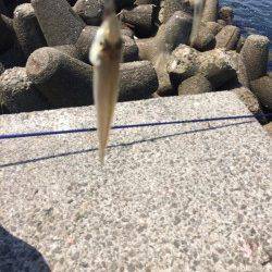 鳥取ノ荘　青イソメを持ってちょい投げのキス狙い