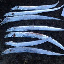 砂揚げ場 4時過ぎにタチウオのボイル〜タナ0.5ヒロで入れ掛かり!