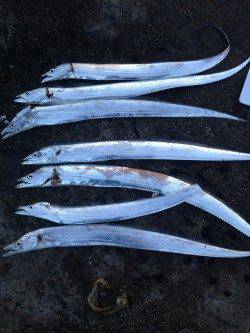 砂揚げ場 4時過ぎにタチウオのボイル〜タナ0.5ヒロで入れ掛かり!