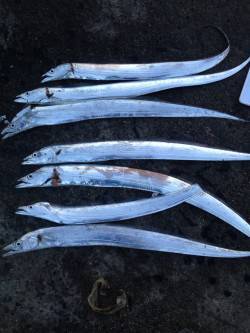 砂揚げ場　4時過ぎにタチウオのボイル〜タナ…