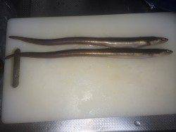 箱作漁港　青イソメでアナゴ釣り