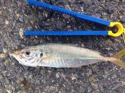 東二見人工島、青物の気配は無くアジ・カマスが釣れました