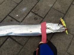 大阪南港　ワインド、メタルジグでタチウオ狙…