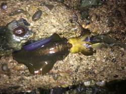 海南短時間エギング　トンカツサイズがつれま…