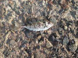 江井ヶ島　メタルジグに初サゴシ　サビキはアイゴ☆