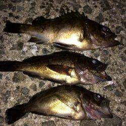 箱作　メバリングでチビメバル、バイトは多くシーズン待ち遠しいです！