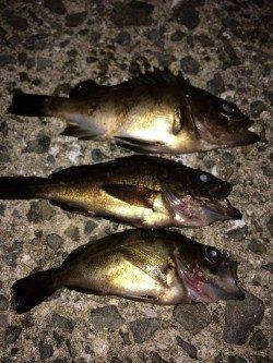 箱作　メバリングでチビメバル、バイトは多くシーズン待ち遠しいです！