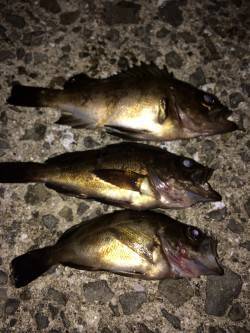 箱作　メバリングでチビメバル、バイトは多く…