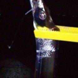 尾崎漁港　タチウオが本格的に釣れています