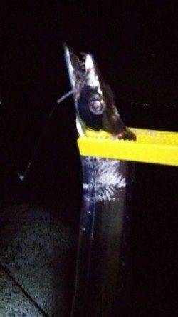 尾崎漁港　タチウオが本格的に釣れています