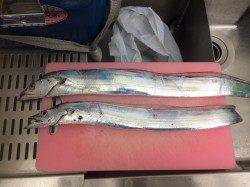 コスモで出勤前釣行　ルアーでタチウオのほかサゴシのアタリも