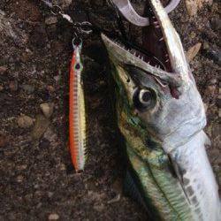 大阪南港　ライトタックスでショアジギ釣行