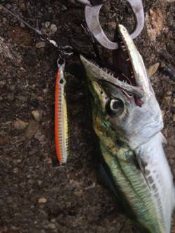 大阪南港　ライトタックスでショアジギ釣行