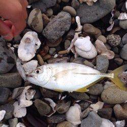 プラグで念願のメッキがHT！樽井漁港