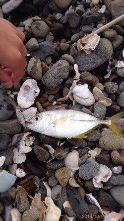 プラグで念願のメッキがHT！樽井漁港