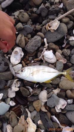 プラグで念願のメッキがHT！樽井漁港