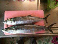 コスモで出勤前釣行　今朝は太刀魚気配なし　青物狙いでサゴシ2匹ゲット