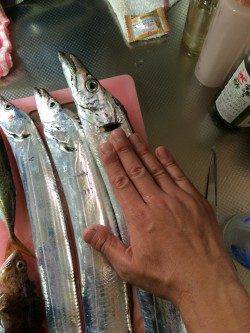 コスモでタチウオ狙い 　ワインドで2本、バイレーションで1本