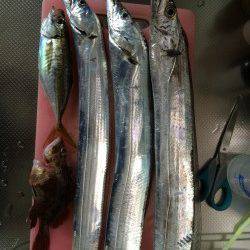 コスモでタチウオ狙い 　ワインドで2本、バイレーションで1本