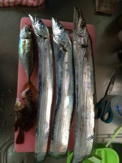 コスモでタチウオ狙い 　ワインドで2本、バ…