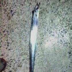 尾崎漁港　タチウオが本格的に釣れています