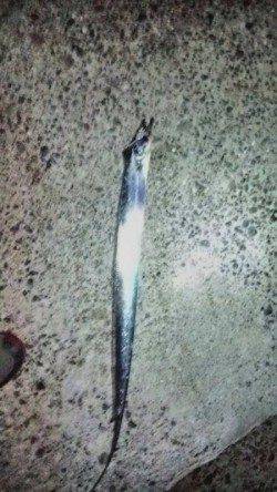 尾崎漁港　タチウオが本格的に釣れています