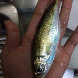 箱作にてアジング　台風後の強風の中、活性が良くバイト多かったです♪