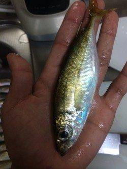 箱作にてアジング　台風後の強風の中、活性が良くバイト多かったです♪