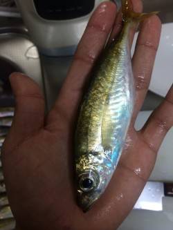 箱作にてアジング　台風後の強風の中、活性が…