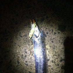 カモメ大橋　ワインドとバイブレーションでタチウオゲット