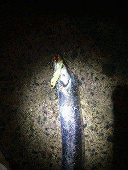 カモメ大橋　ワインドとバイブレーションでタチウオゲット