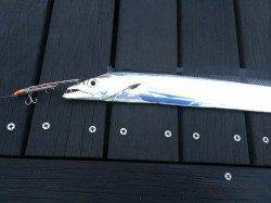 出勤前の短時間釣行　メタルジグで太刀魚！