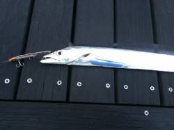 出勤前の短時間釣行　メタルジグで太刀魚！