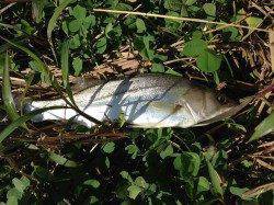 津居山でブッコミ釣り　本命のセイゴ15匹！