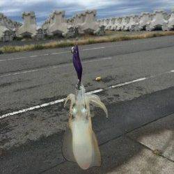 和歌浦漁港　エギングでなかなかのサイズのアオリイカ♪　台風後も期待(*^^*)