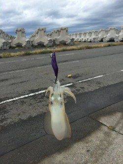 和歌浦漁港　エギングでなかなかのサイズのアオリイカ♪　台風後も期待(*^^*)