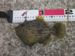 神戸港での落とし込み釣果　カワハギ・ガシラ…