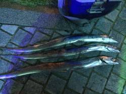 コスモで帰宅途中の寄り道タチウオ釣行　短時…