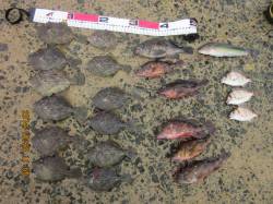 須磨　落とし込みでカワハギ☆潮高く釣りづら…