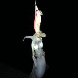 養老　朝から夜までのエギングは終盤にアオリ1パイ