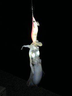 養老　朝から夜までのエギングは終盤にアオリ1パイ