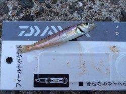 鳥取ノ荘　青イソメを持ってちょい投げのキス狙い