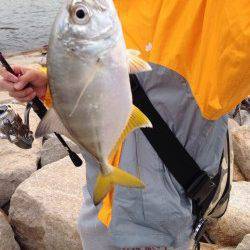 泉佐野　昨日に続きロックフィッシュでメッキ狙い　アイブリの姿も