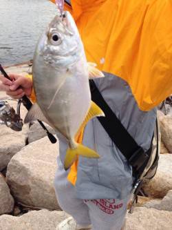 泉佐野　昨日に続きロックフィッシュでメッキ…