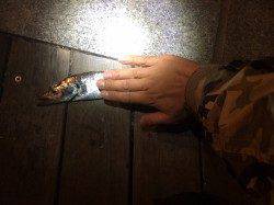 コスモでタチウオ狙い〜全体的に渋かったですがワインドで釣果