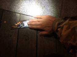 コスモでタチウオ狙い〜全体的に渋かったです…