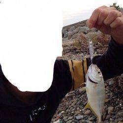 プラグで念願のメッキがHT！樽井漁港